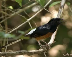 White-rumped Shama macho de Gaby