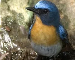 Thikells Blue Flycatcher - male 2