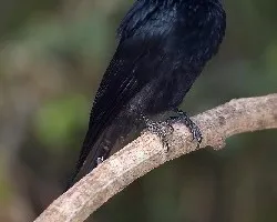 Greater Racket-tailed Drongo - sin cola