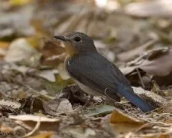Thikells Blue Flycatcher - female 1