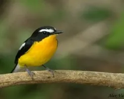 Yellow-rumped Flycatcher - male