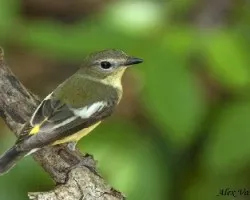 Yellow-rumped Flycatcher - female