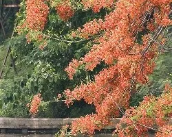 Forest Flame - Thai