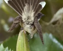 Trasera de Fantail