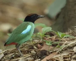 Hooded Pitta 1