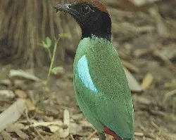 Hooded Pitta 2