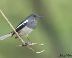 Oriental Magpie-Robin - hembra