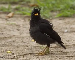 White-vented Myna