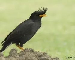 White-vented Myna de Gaty