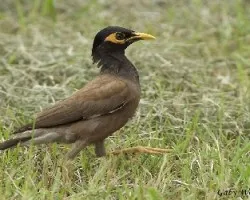 Common Myna de Gaty