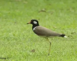 Red-wattled Lapwing de Gaty