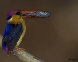 Black-back Kingfisher - flash - 1