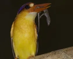 Black-back Kingfisher - flash - 2