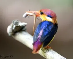 Black-back Kingfisher - natural light