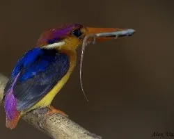 Black-back Kingfisher - flash - 3