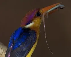 Black-back Kingfisher - flash - ultima