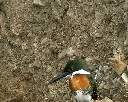 Green Kingfisher - male
