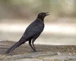 Quiscalus mexicanus