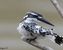 Pied Kingfisher 1