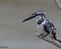 Pied Kingfisher - no flash