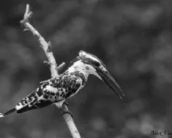 Pied Kingfisher - B&W