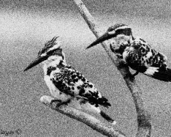 Pied Kingfisher - Punto Chino