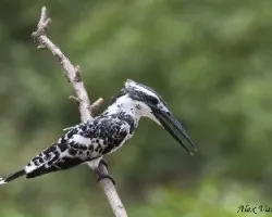 Pied Kingfisher - fondo verde