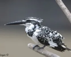 Pied Kingfisher - barco