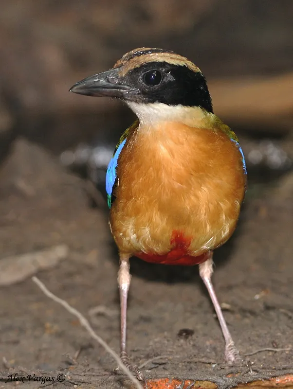 Foto