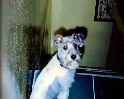 Micky escaneado