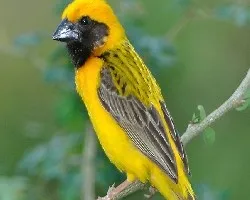 Baya Weaver - macho