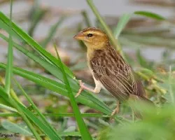 Baya Weaver - hembra