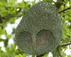 Baya Weaver - nido