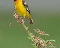 Baya Weaver - male - breeding