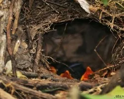 Blue-winged Pitta - Polluelos