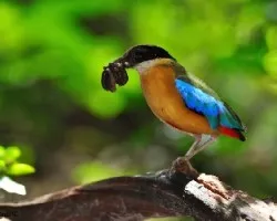 Blue-winged Pitta - dando de comer