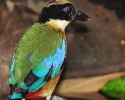 Blue-winged Pitta - al agua