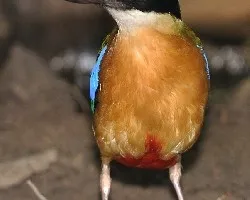 Blue-winged Pitta - una mas