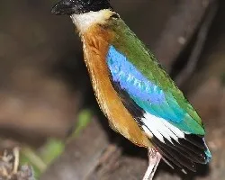Blue-winged Pitta - secandose
