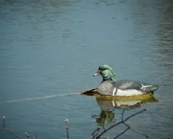 Decoy Duck