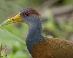 Grey-necked Wood-Rail