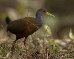 Aramides cajaneus