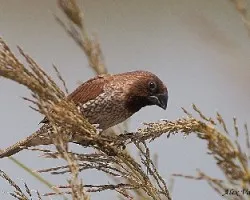 Scaly-breasted Munia