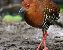 Red-legged Crake 1