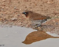 Scaly-breasted Munia 2