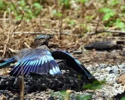 Indian Roller - secandose