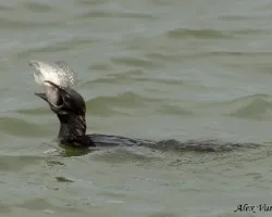 Phalacrocorax niger