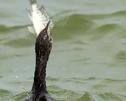 Phalacrocorax niger