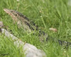 Water Monitor Gigante
