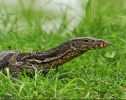 Water Monitor Gigante 2